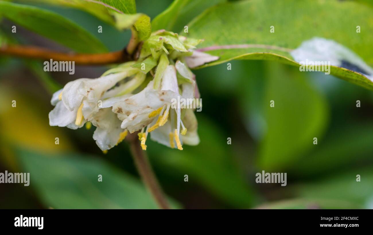 A macro shot of the flowers of a winter honeysuckle bush. Stock Photo