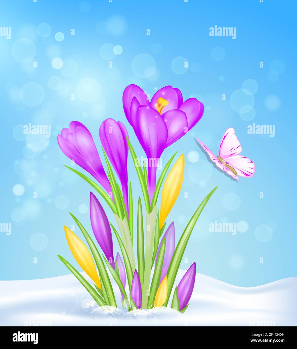Purple and yellow crocus flowers in the snow. Spring floral background. Vector illustration. Stock Vector