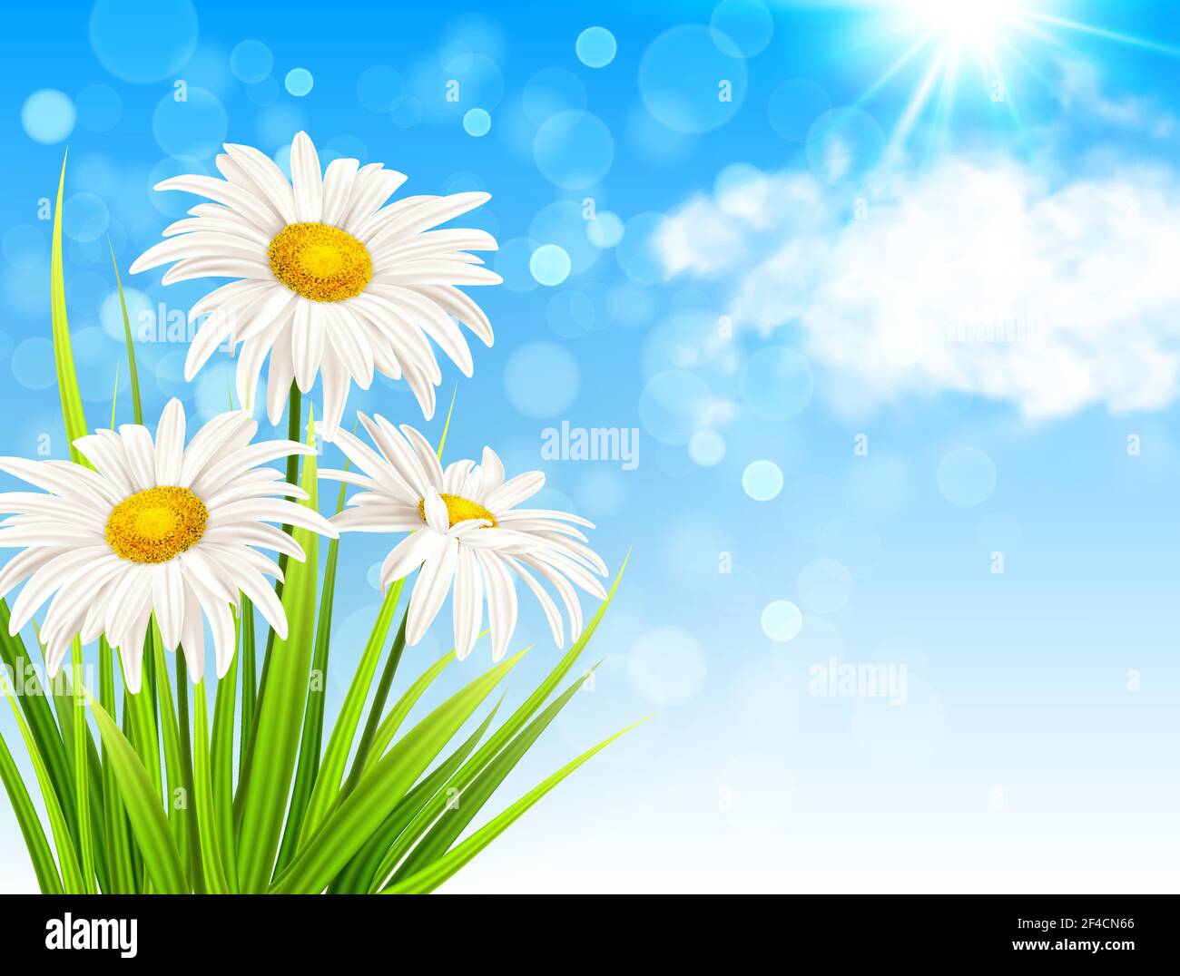 White daisy flowers, green grass and clouds on a blue sky background ...