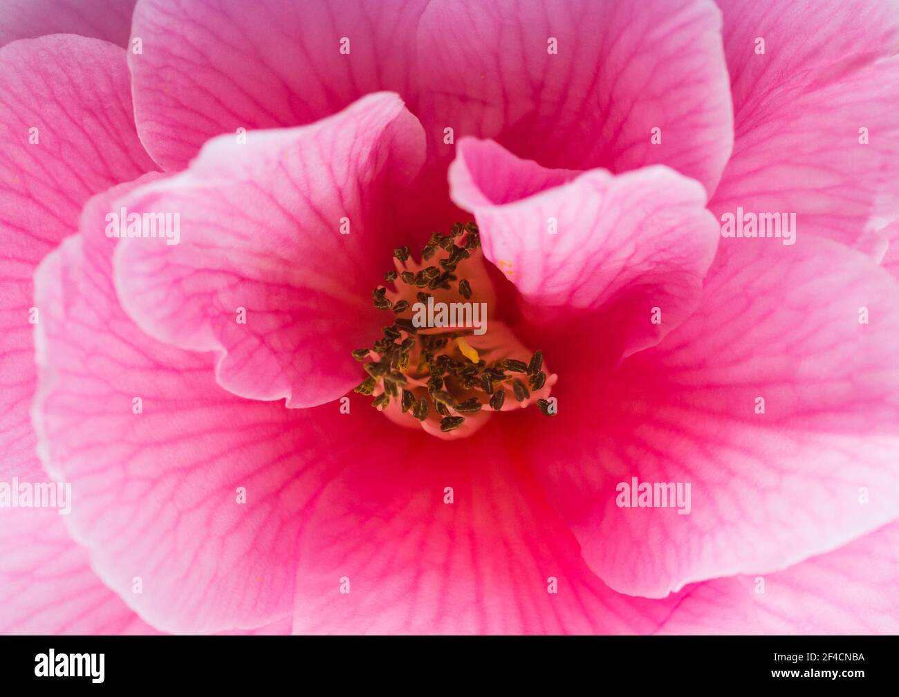 A macro shot of a pink camellia bush bloom. Stock Photo