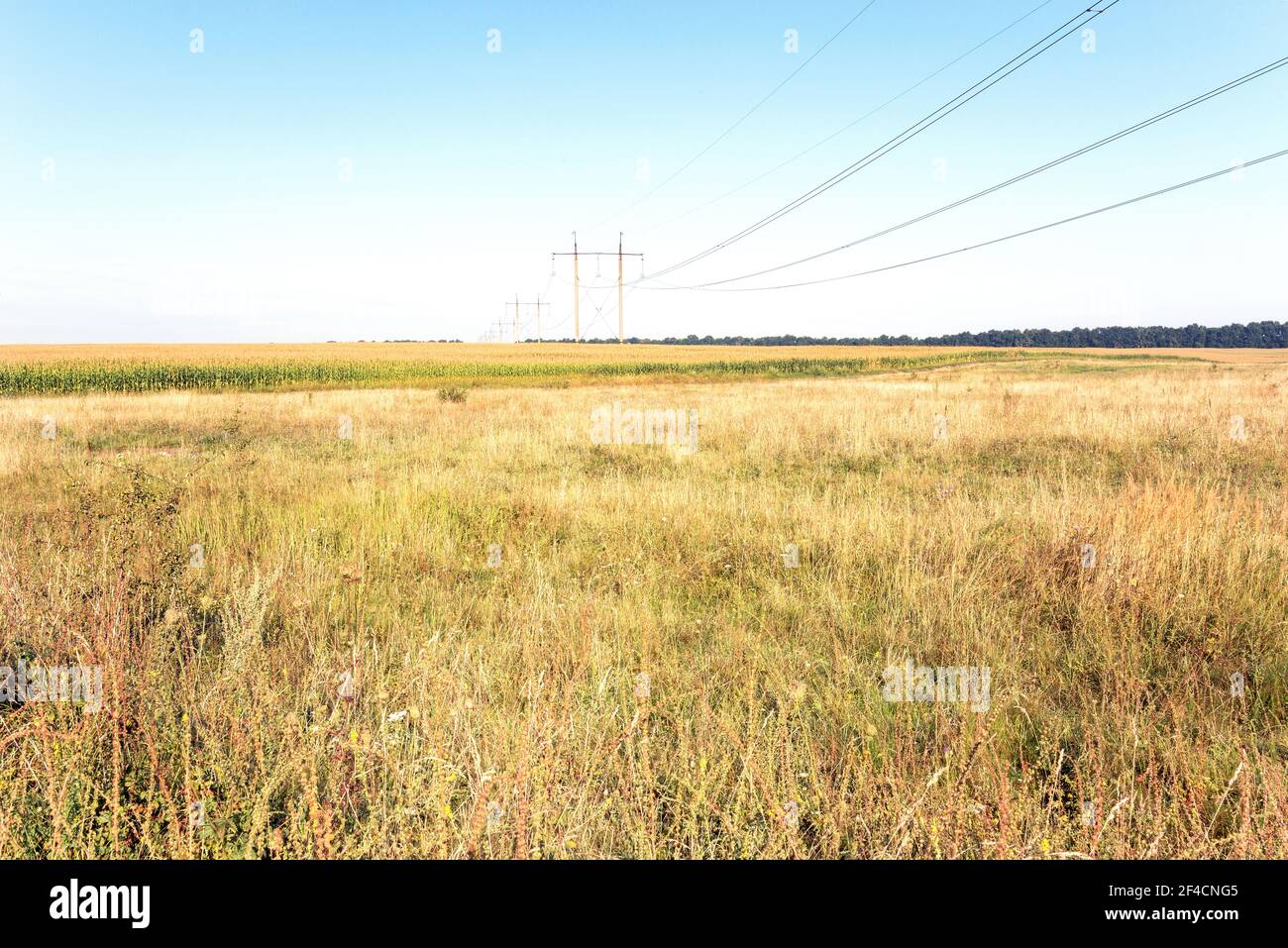 Summer landscape. In the foreground is a clearing of wild grasses, then a large cornfield. A high-voltage power transmission line is stretched through Stock Photo