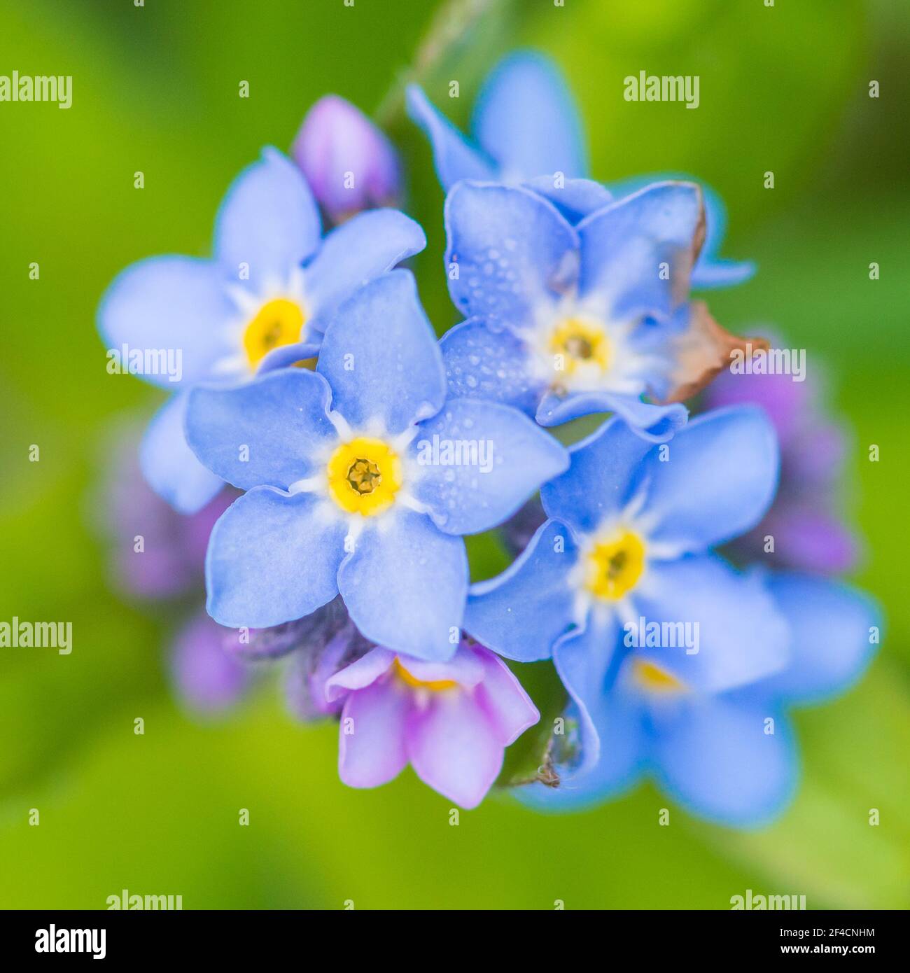 Blue forget-me-not flowers. Vector illustration Stock Vector Image & Art -  Alamy