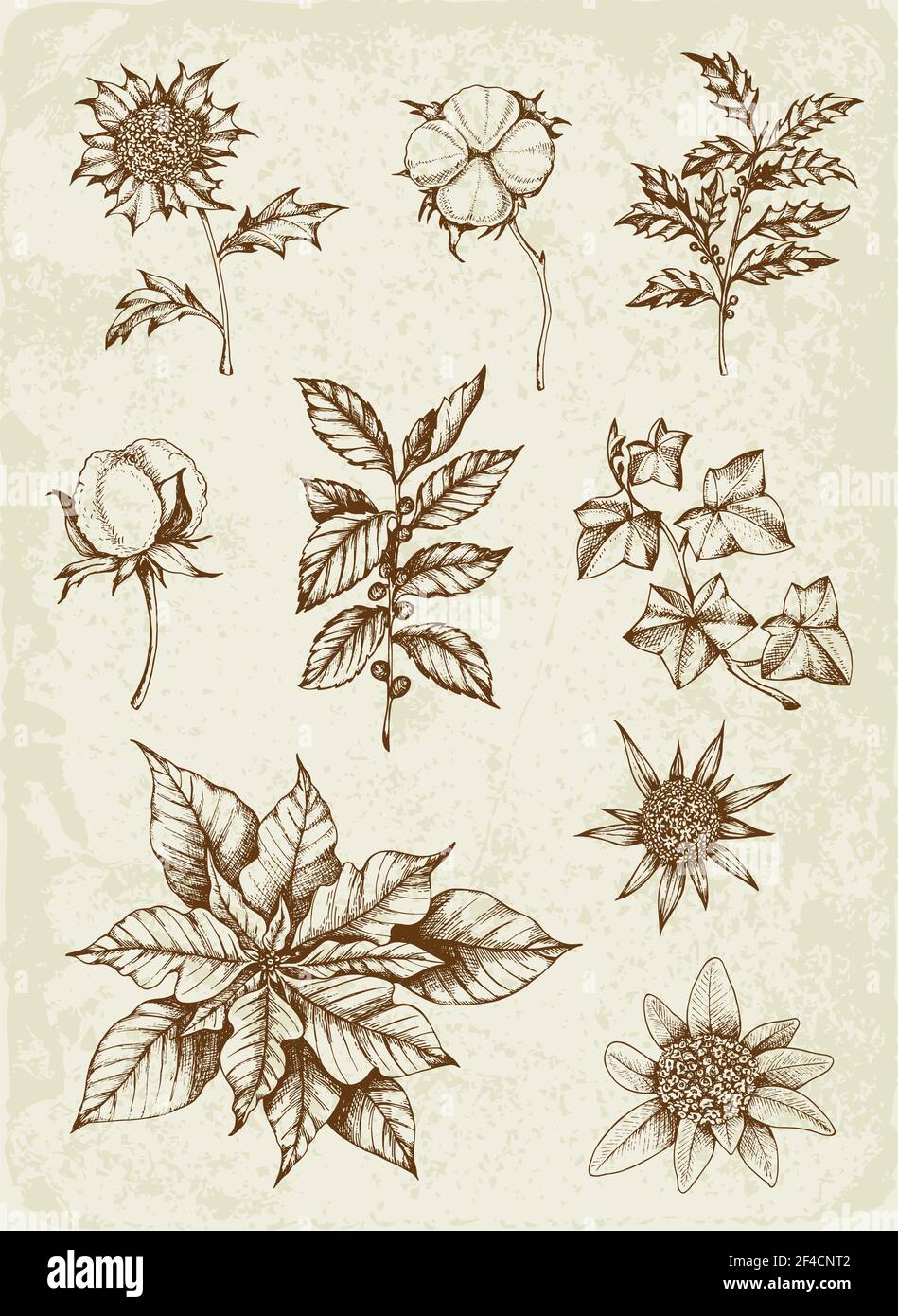Set of winter evergreen plants and flowers. Decorative vintage elements for Christmas and new year design. Hand drawn illustration. Stock Vector
