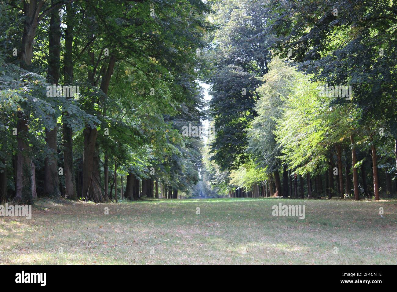 forest landscape with many shades of green Stock Photo