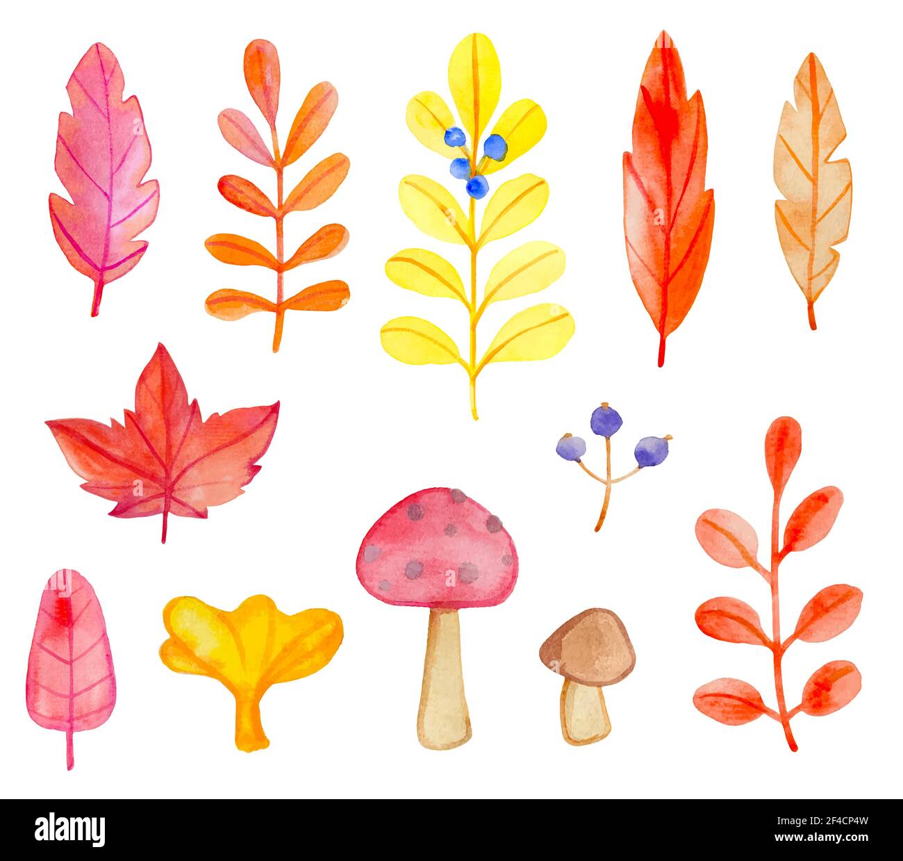 Set of vector watercolor leaves and mushrooms on a white background. Hand drawn botanical autumn design elements Stock Vector