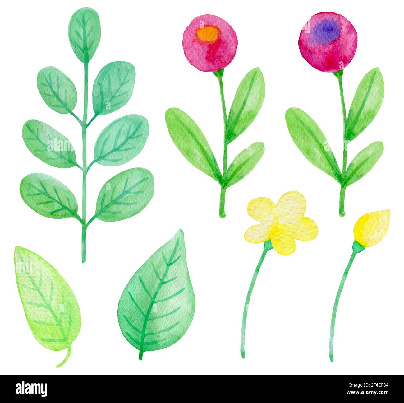 Set of watercolor flowers and leaves on a white background. Hand drawn ...