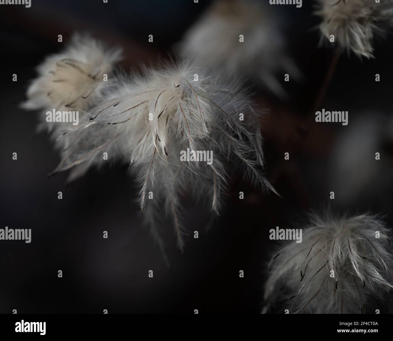 Selective focus shot dark hi-res stock photography and images - Alamy