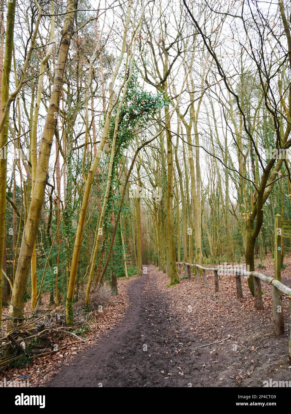 High Elms, Cookoo Woods, Kent, England Stock Photo Alamy