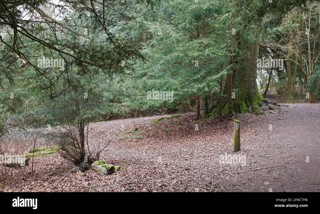 High Elms, Cookoo Woods, Kent, England Stock Photo Alamy