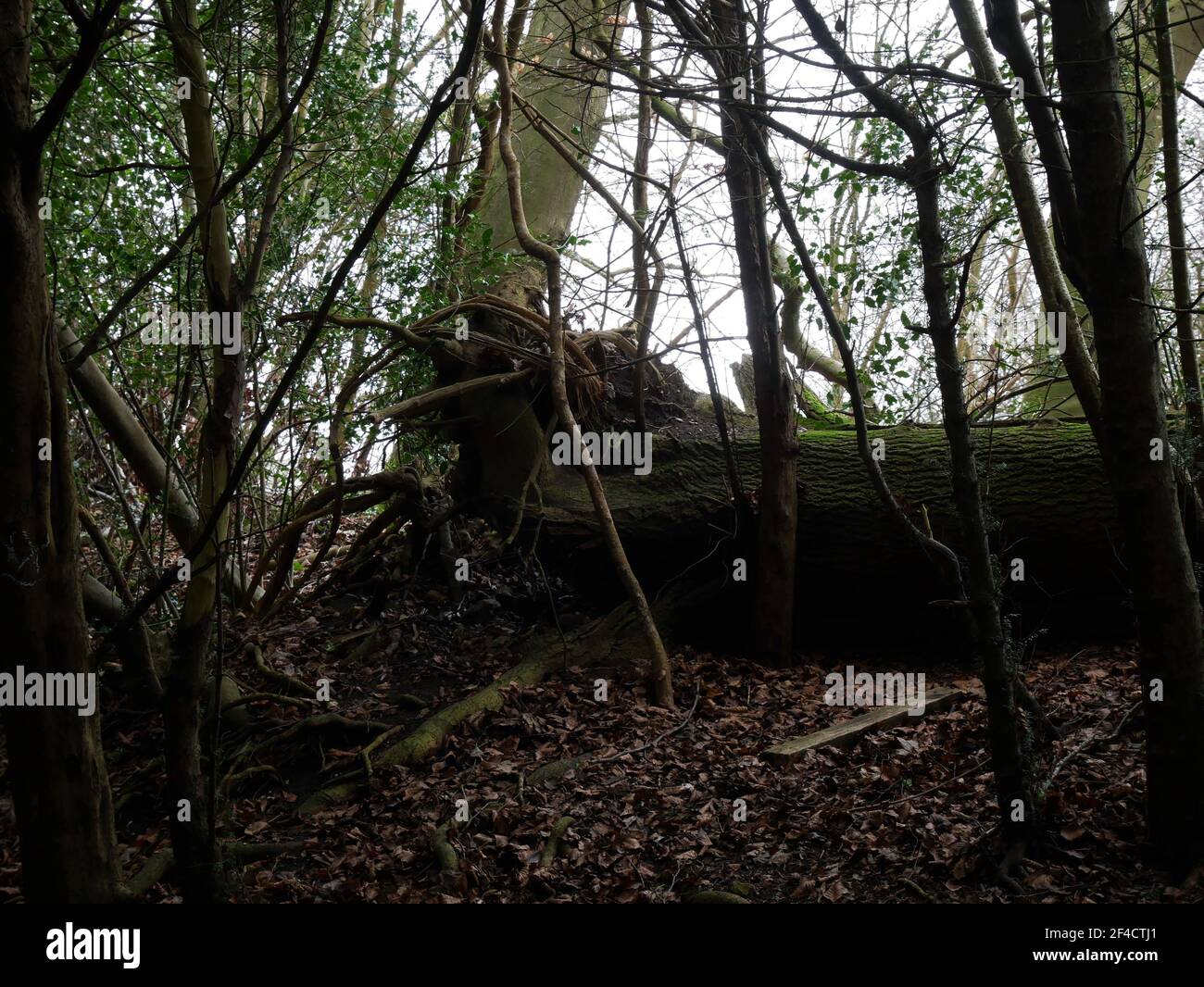 High Elms, Cookoo Woods, Kent, England Stock Photo Alamy