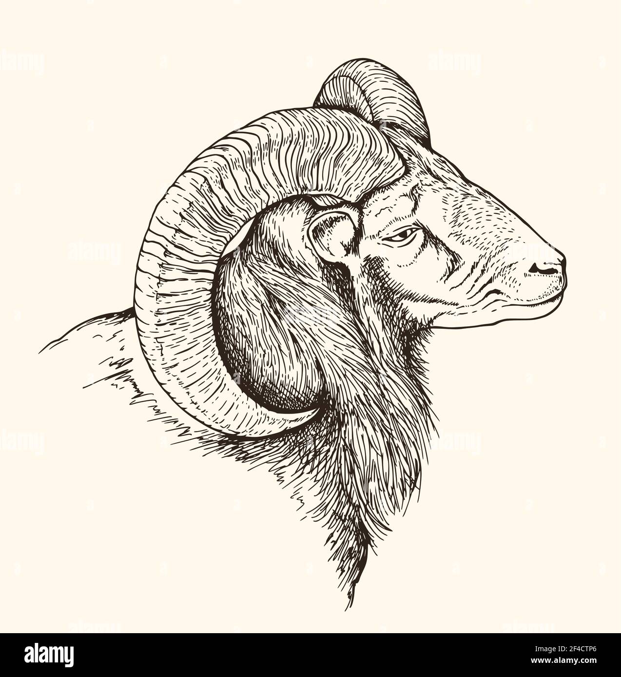 Hand drawn vector illustration of mountain bighorn sheep. Vintage sketch of animal in the wild nature Stock Vector