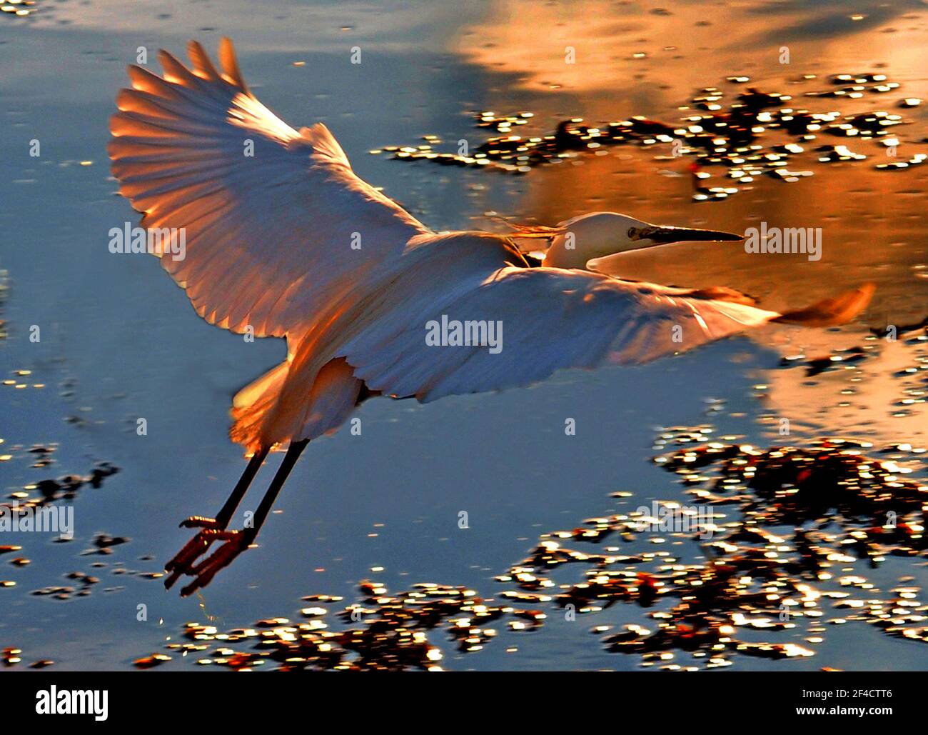 LITTLE EGRET AT SUNSET Stock Photo - Alamy