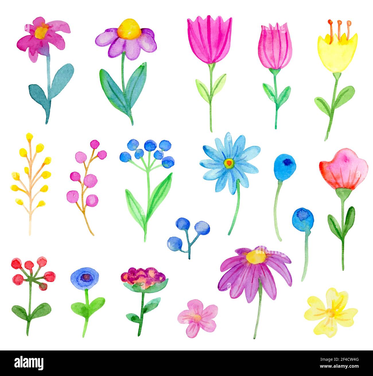Set of vector watercolor flowers and leaves on a white background. Hand ...