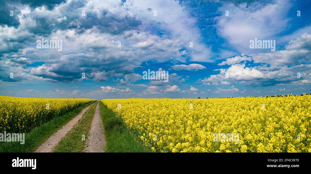 Panorama of rapeseed field with road Stock Photo