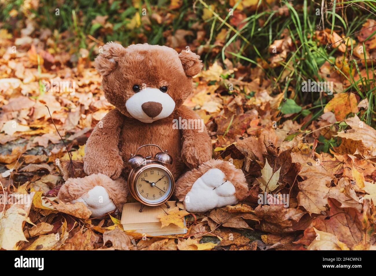 Teddy bear autumn hires stock photography