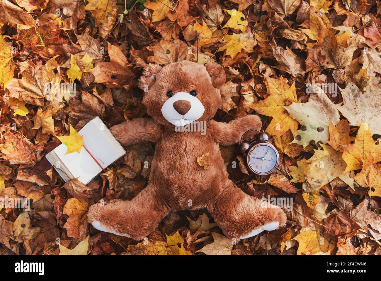 Teddy bear autumn hires stock photography