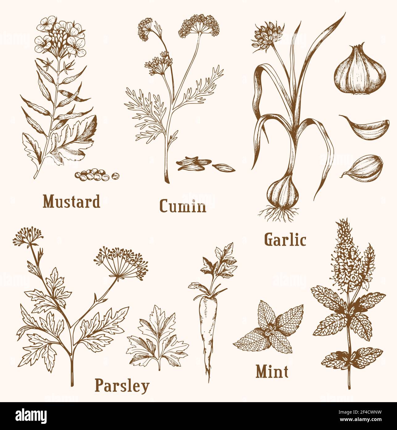 Set of vintage vector hand drawn spices and herbs. Stock Vector