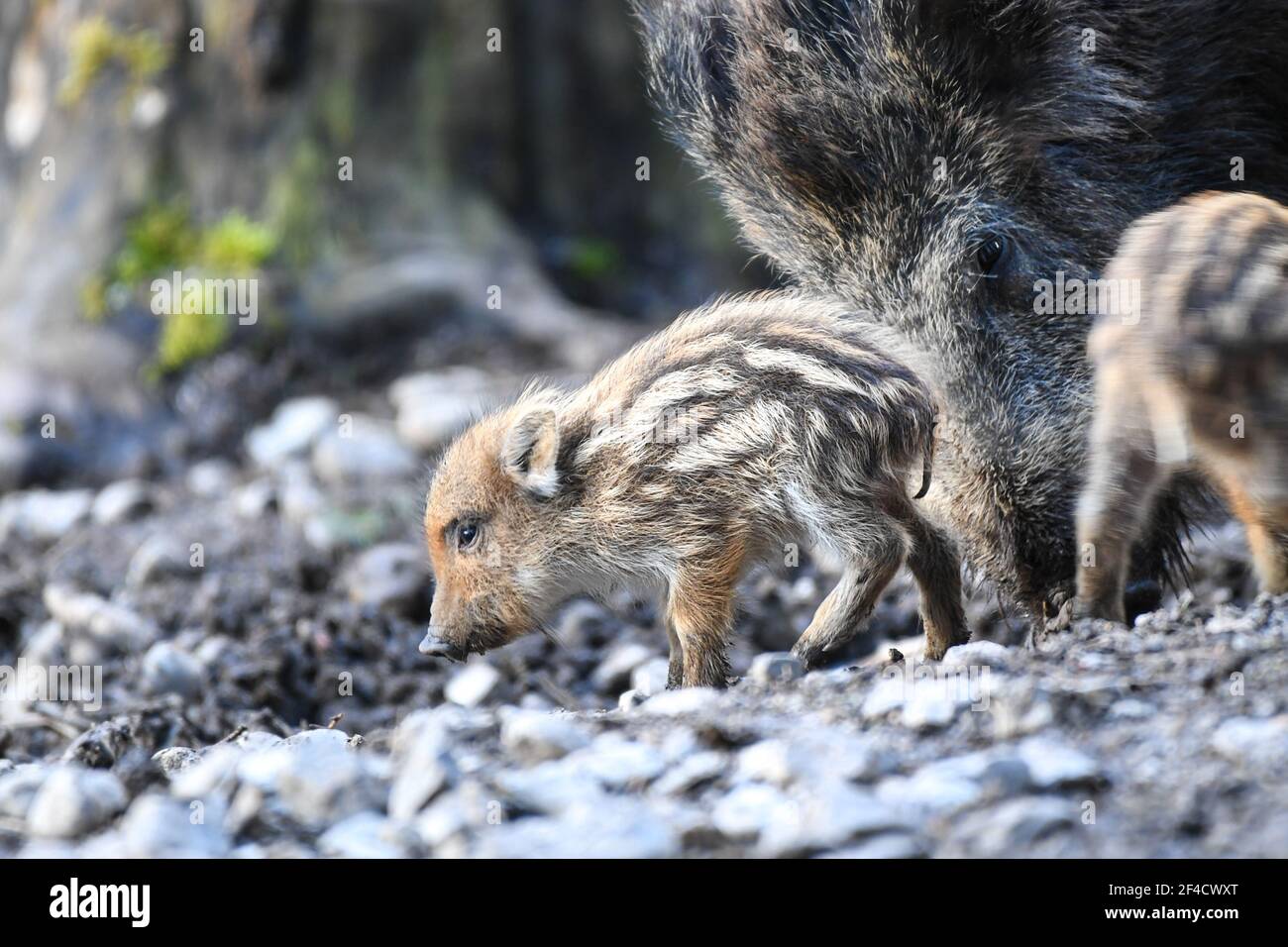 Ravensburg, Germany. 20th Mar, 2021. Two freshlings walk through the game preserve on the outskirts of Ravensburg, while the doe digs in the ground. Only a few days ago, several freshlings were born there. Credit: Felix Kästle/dpa/Alamy Live News Stock Photo