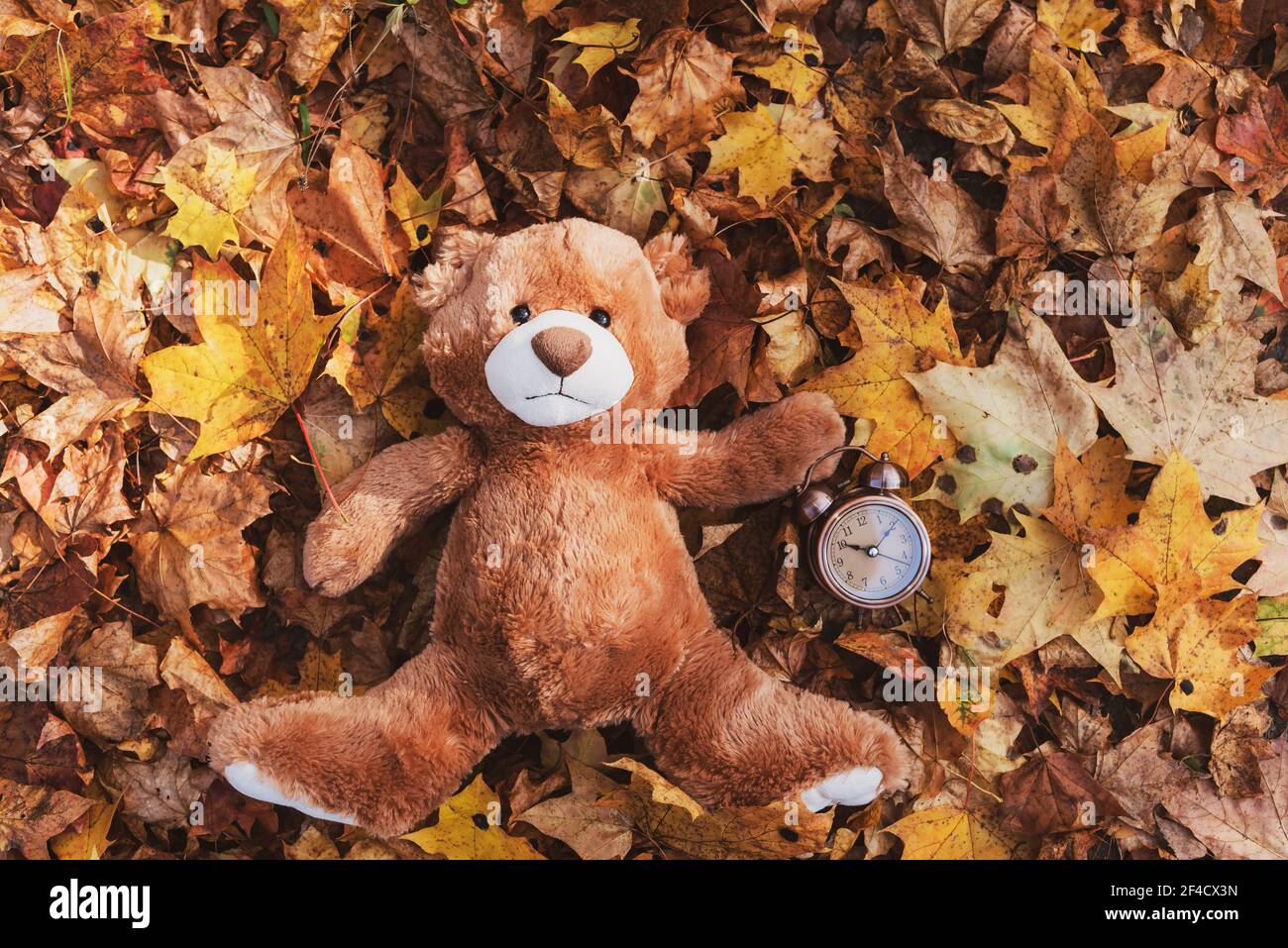 Teddy bear autumn hires stock photography
