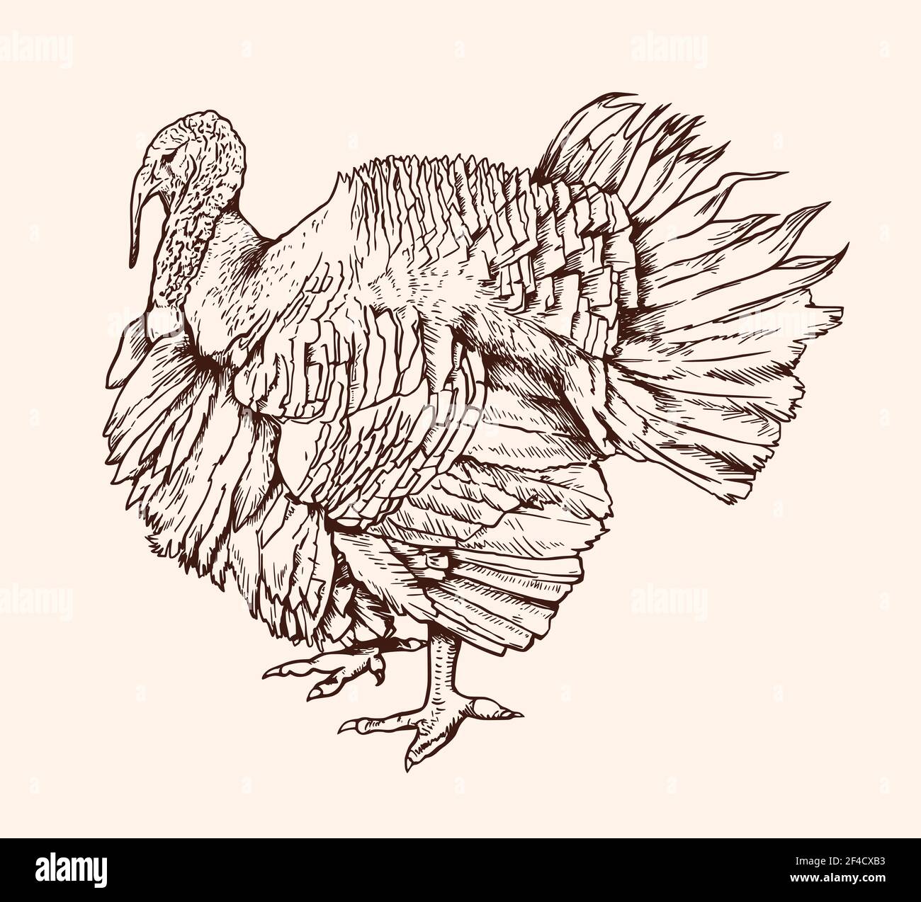 Hand drawn vector sketch of turkey bird. Vintage illustration. Stock Vector