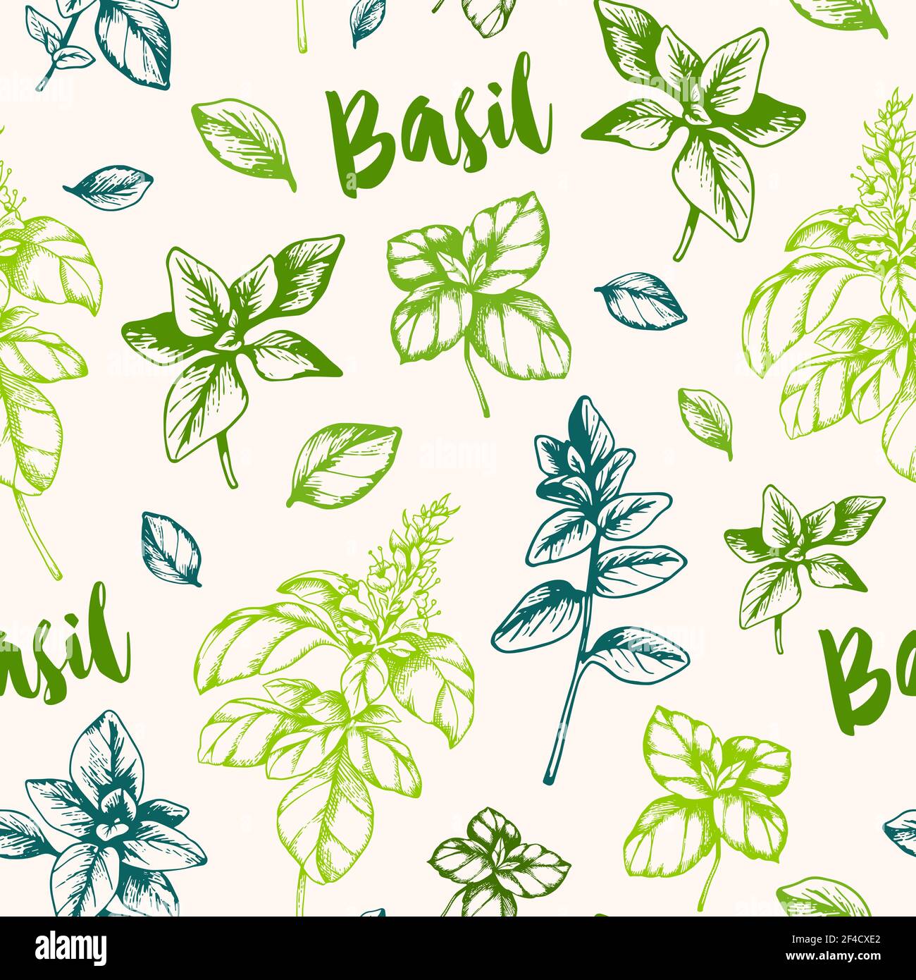 Vintage hand drawn seamless pattern with green basil herb Stock Vector