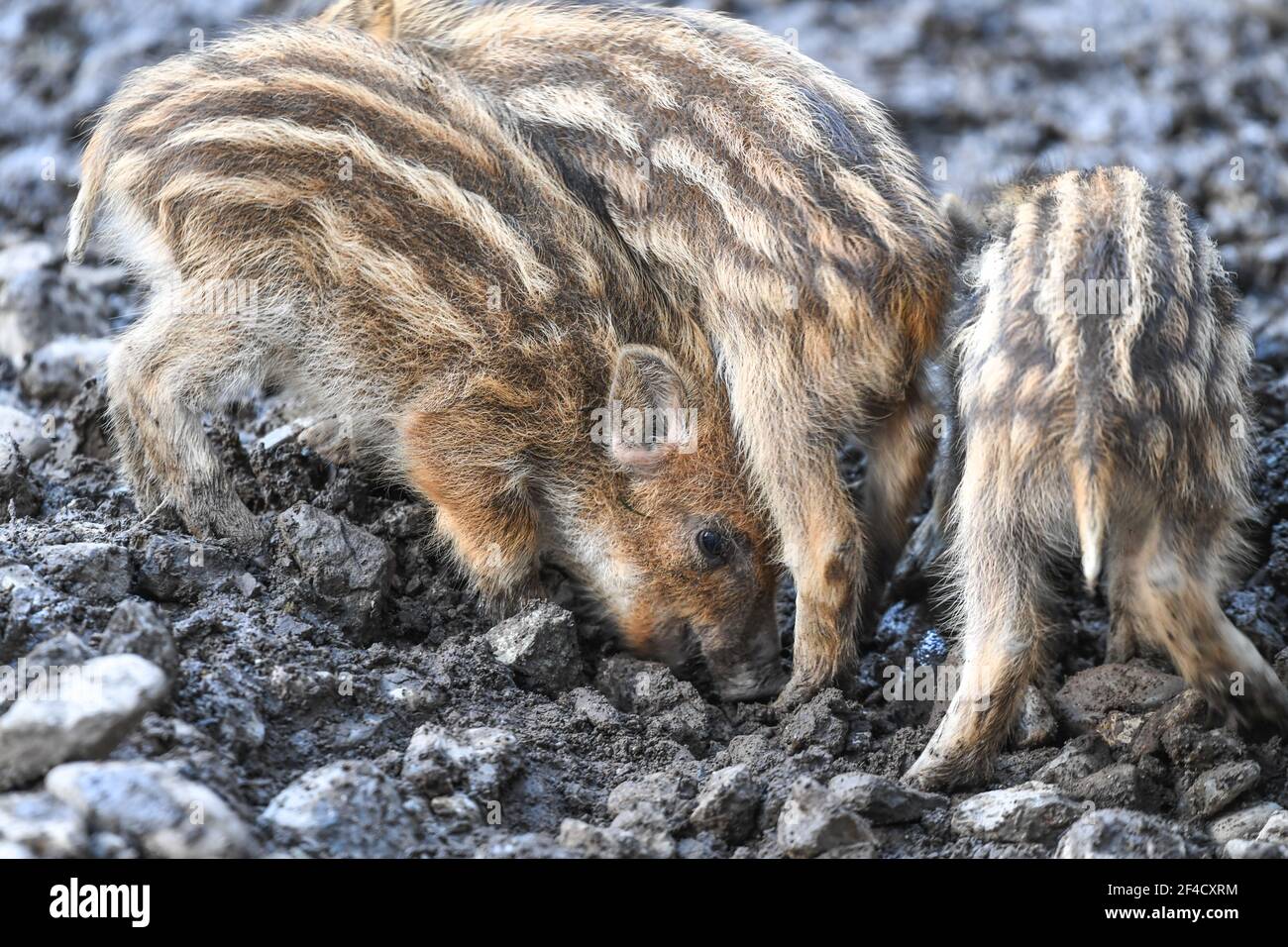 Ravensburg, Germany. 20th Mar, 2021. Three newborns are digging in the ground in the game reserve on the outskirts of Ravensburg. Only a few days ago, several newborns were born there. Credit: Felix Kästle/dpa/Alamy Live News Stock Photo