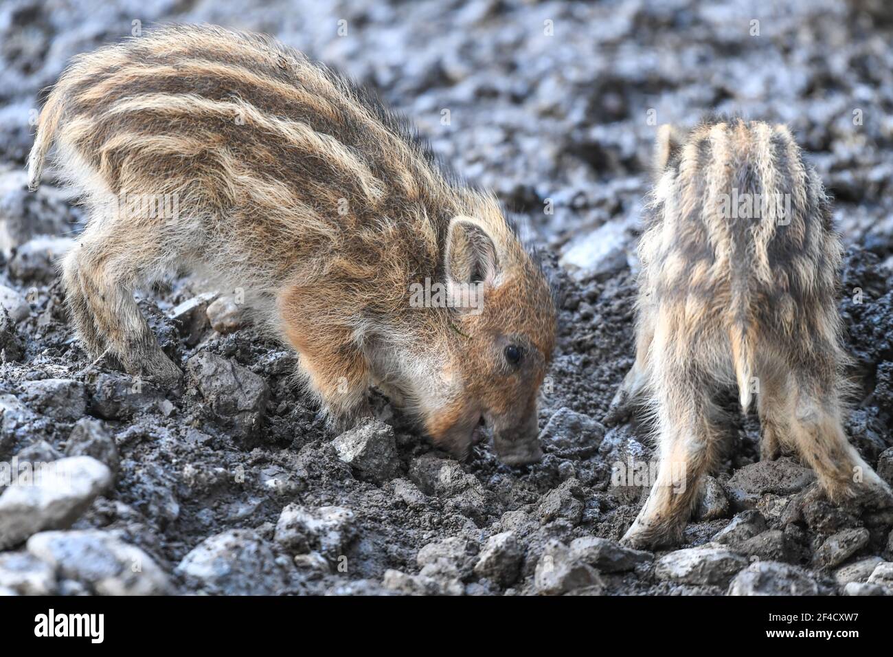 Ravensburg, Germany. 20th Mar, 2021. Two newborns are digging in the ground in the game reserve on the outskirts of Ravensburg. Only a few days ago, several newborns were born there. Credit: Felix Kästle/dpa/Alamy Live News Stock Photo