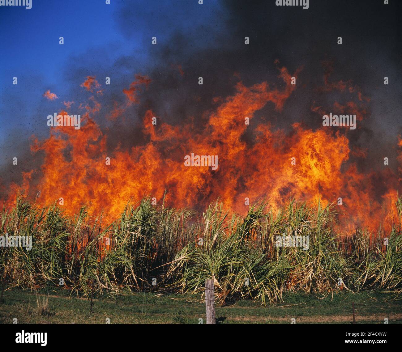 Australia. Queensland. Burdekin. Agriculture. Sugar cane burning Stock