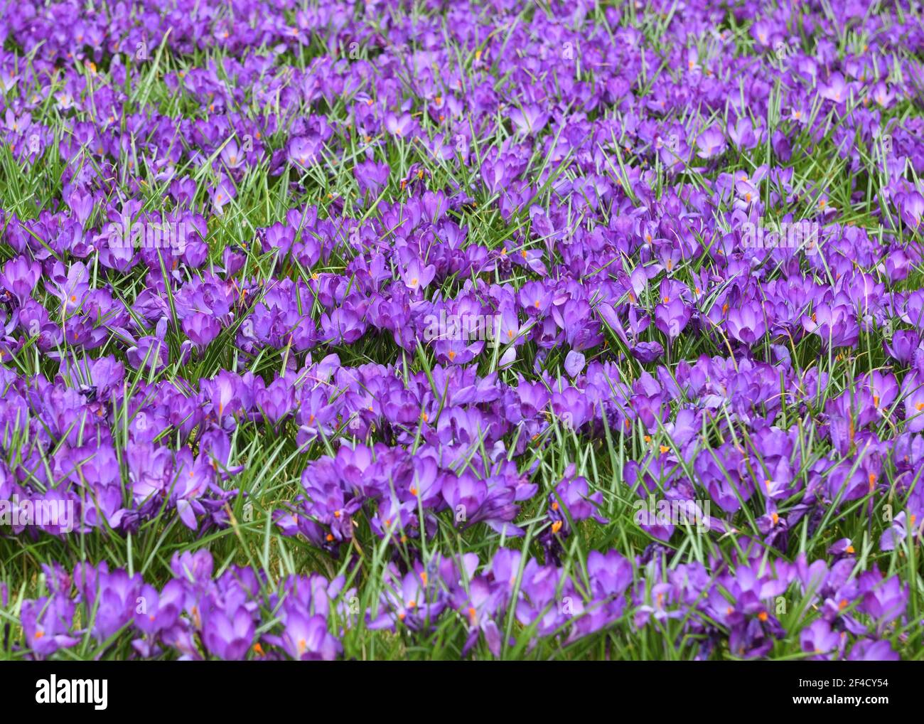 Glasgow, Scotland, UK. 20th, March, 2021. A mild day in Glasgow with Spring temperatures around 10 degrees centigrade typified by the masses of crocuses in bloom in Glasgow University grounds. Credit Douglas Carr/Alamy Live News Stock Photo