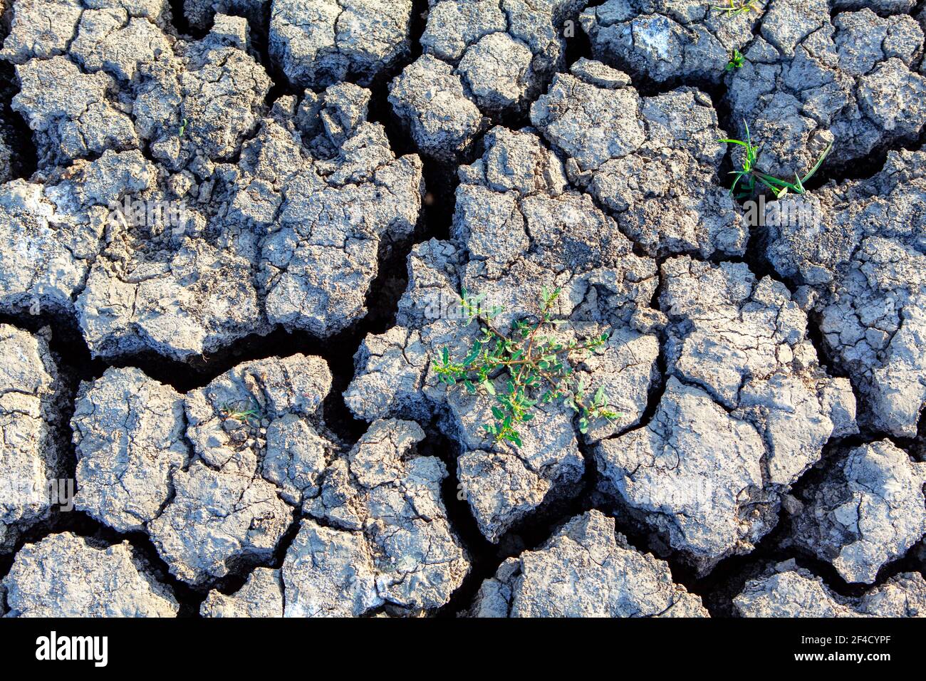 Plants survive on dry land . Earth cracks after drought weather Stock Photo