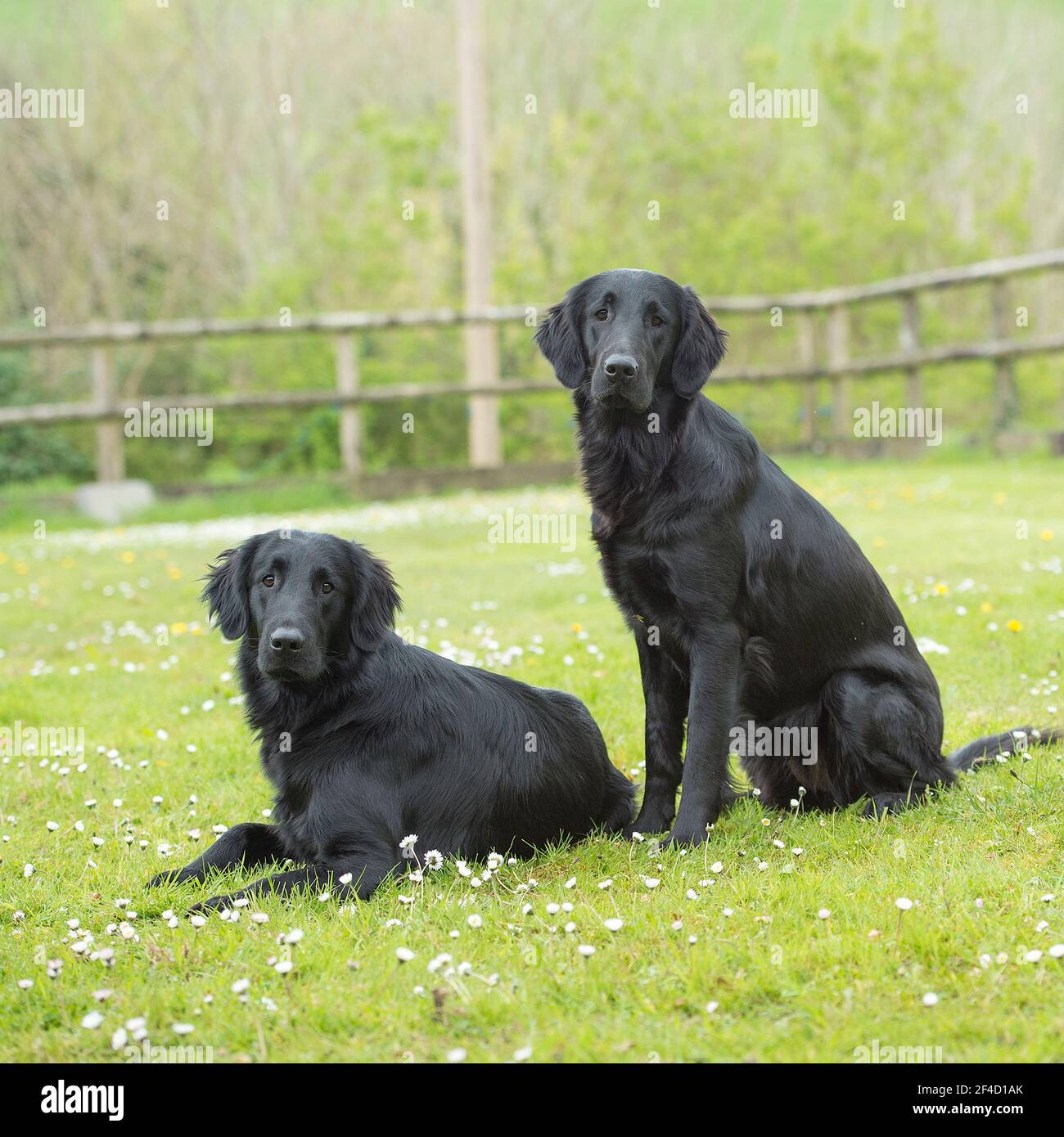 Two black dogs flat retrievers hi-res stock photography and images - Alamy