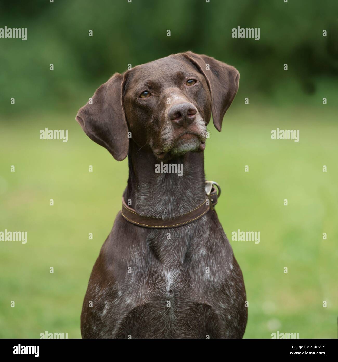 german shorthaired pointer, gsp Stock Photo