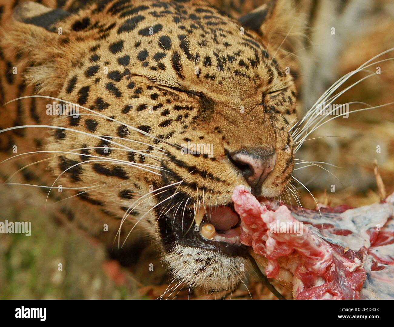 Close up of a Leopard face eating a large piece of meat Stock Photo