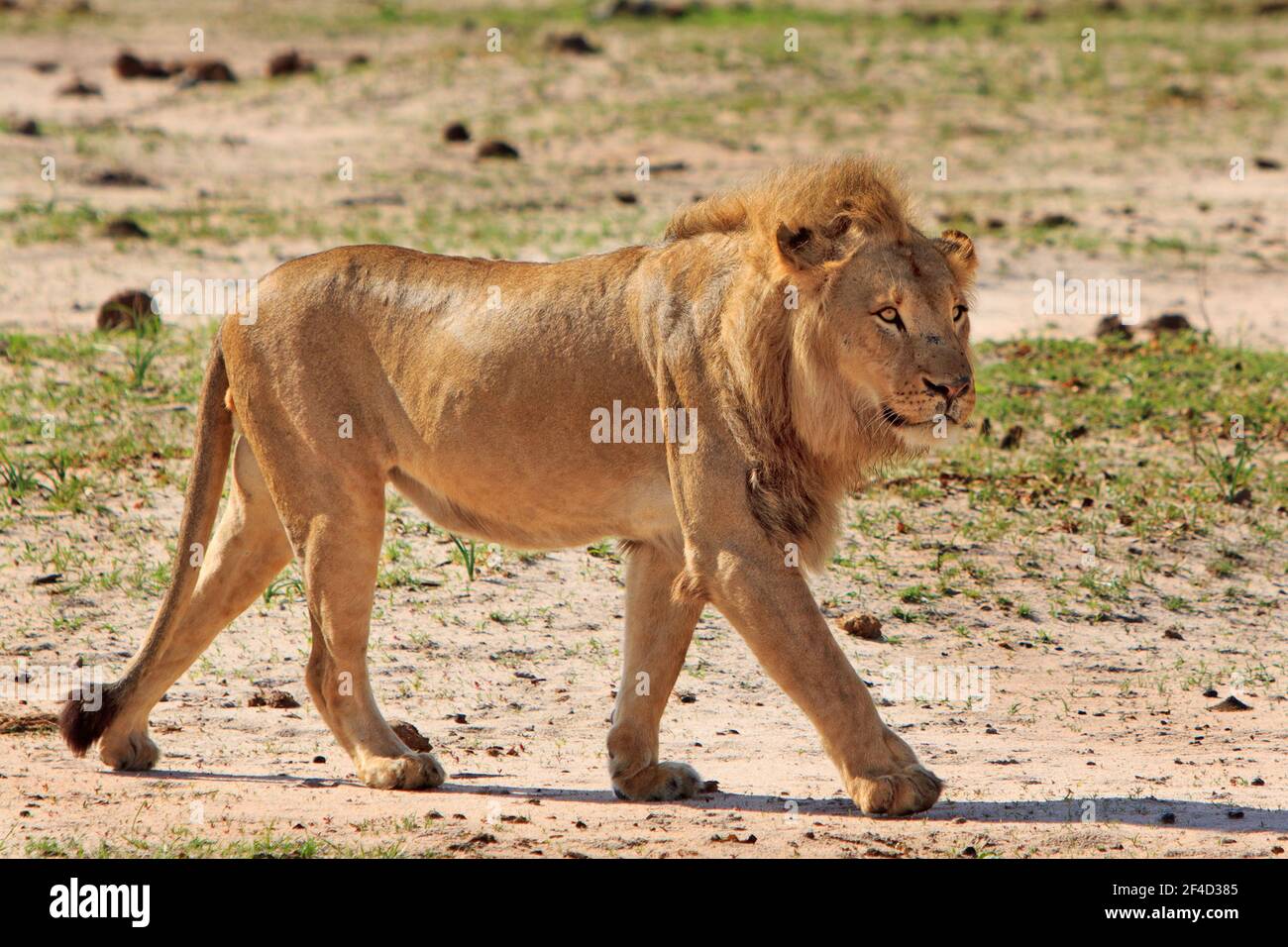 African Lion with beautiful Golden Mane walking across the African Plains, Hwange National Park, Zimbabwe Stock Photo