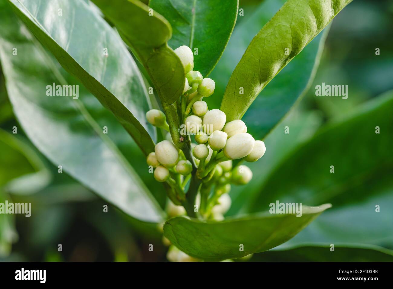 Branch of orange tree with flower buds close up, beautiful Spring