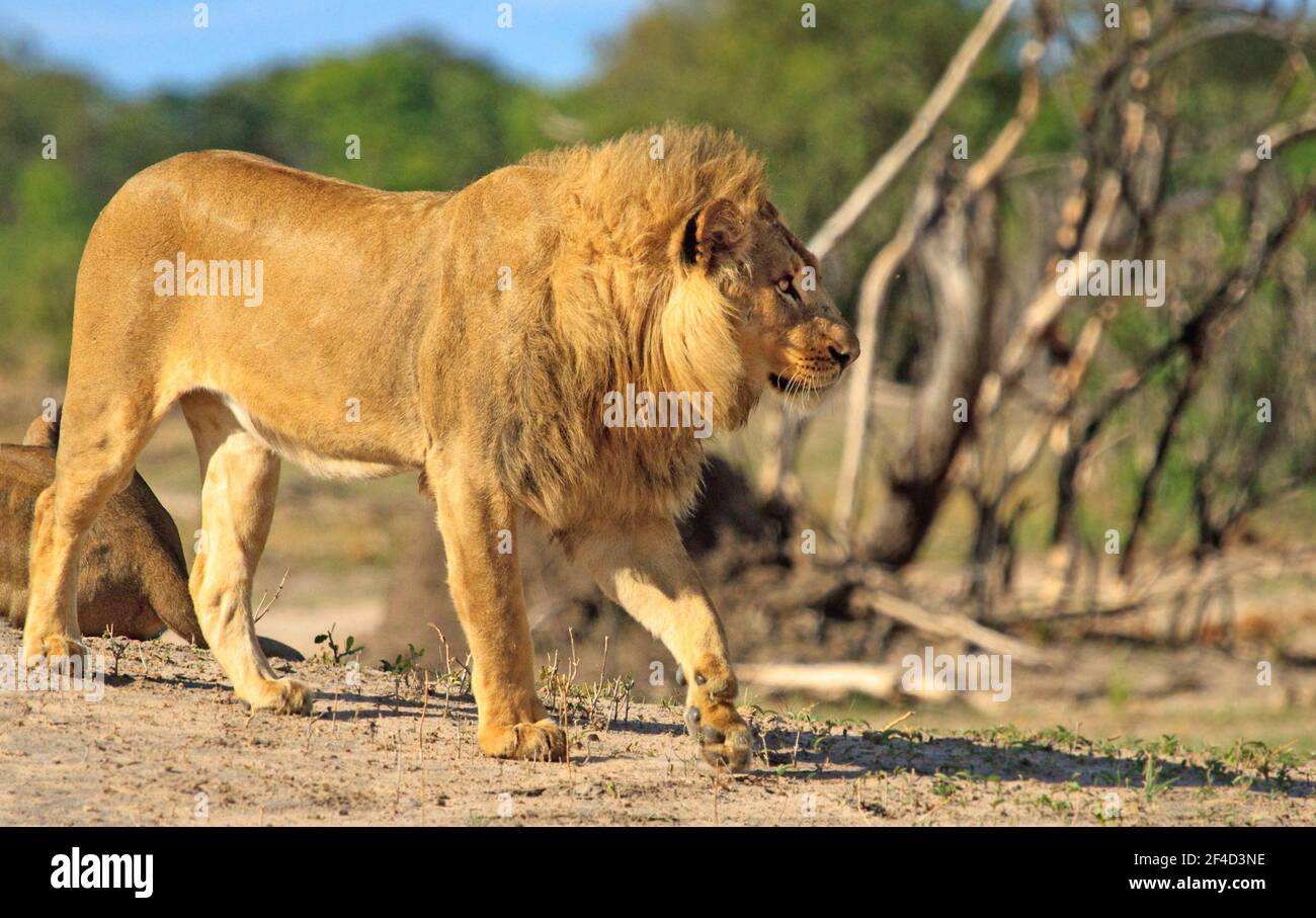 African Lion With Beautiful Golden Mane Walking Across The African african-lion-with-beautiful-golden-mane-walking-across-the-african