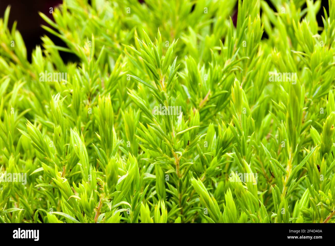 Diosma ericoides 'Sunset Gold' Stock Photo