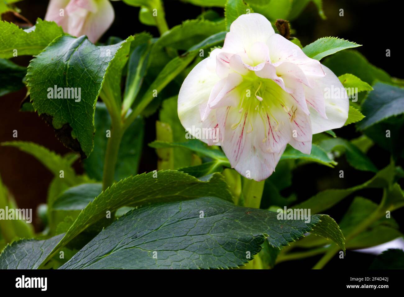 Saucer shaped flowers hires stock photography and images Alamy
