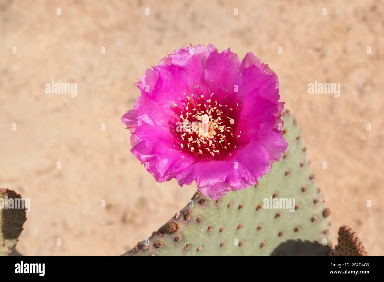 closeup of one perfect hot pink magenta beaver tail cactus flower and a tiny insect with blurred sand and plant segments in the background Stock Photo