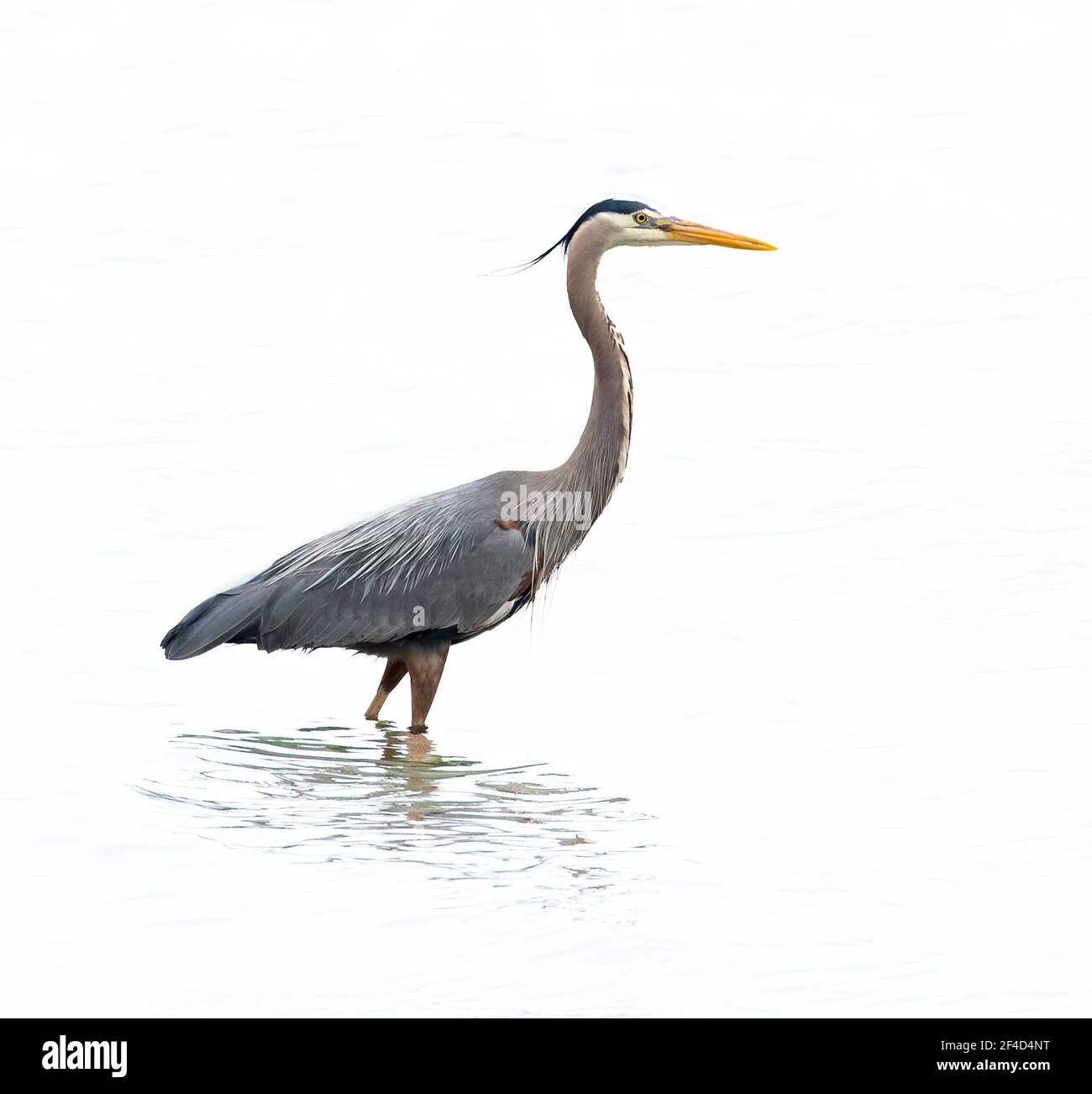 High key image of a great blue heron. Stock Photo