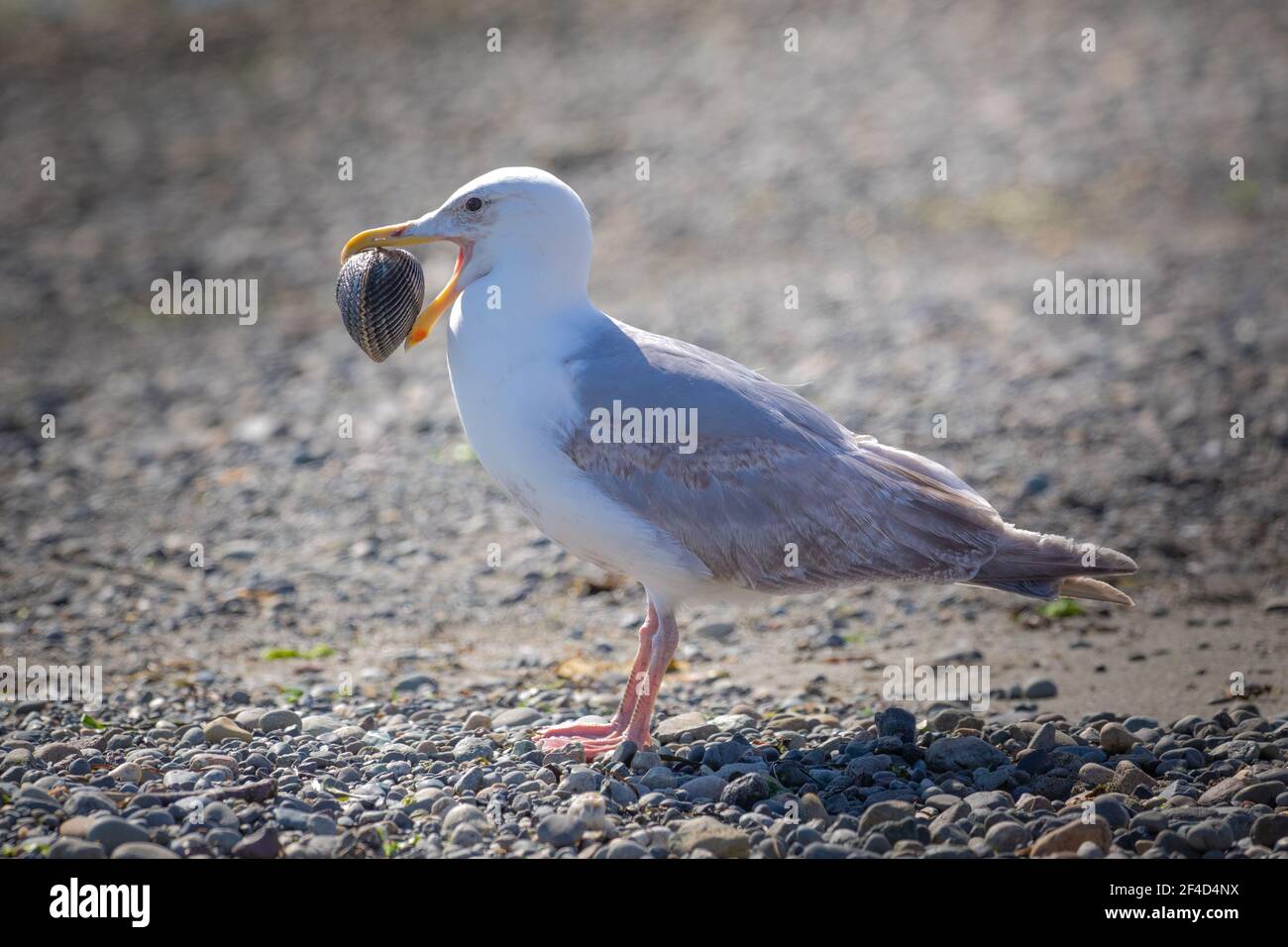 A glaucous-winged gull standing on the beach with a clam in its mouth. Stock Photo