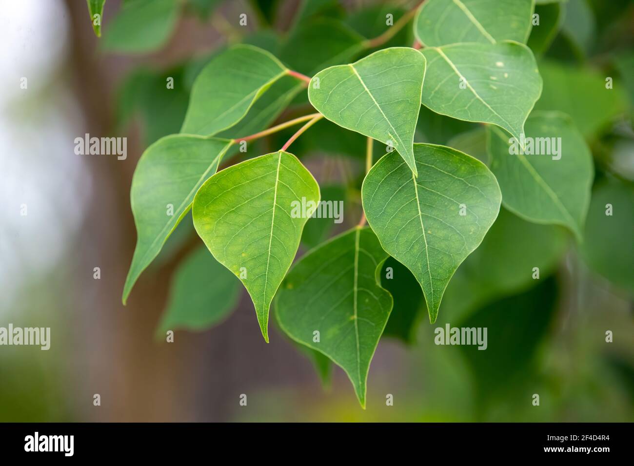 Leave on a Chinese tallow tree. Stock Photo