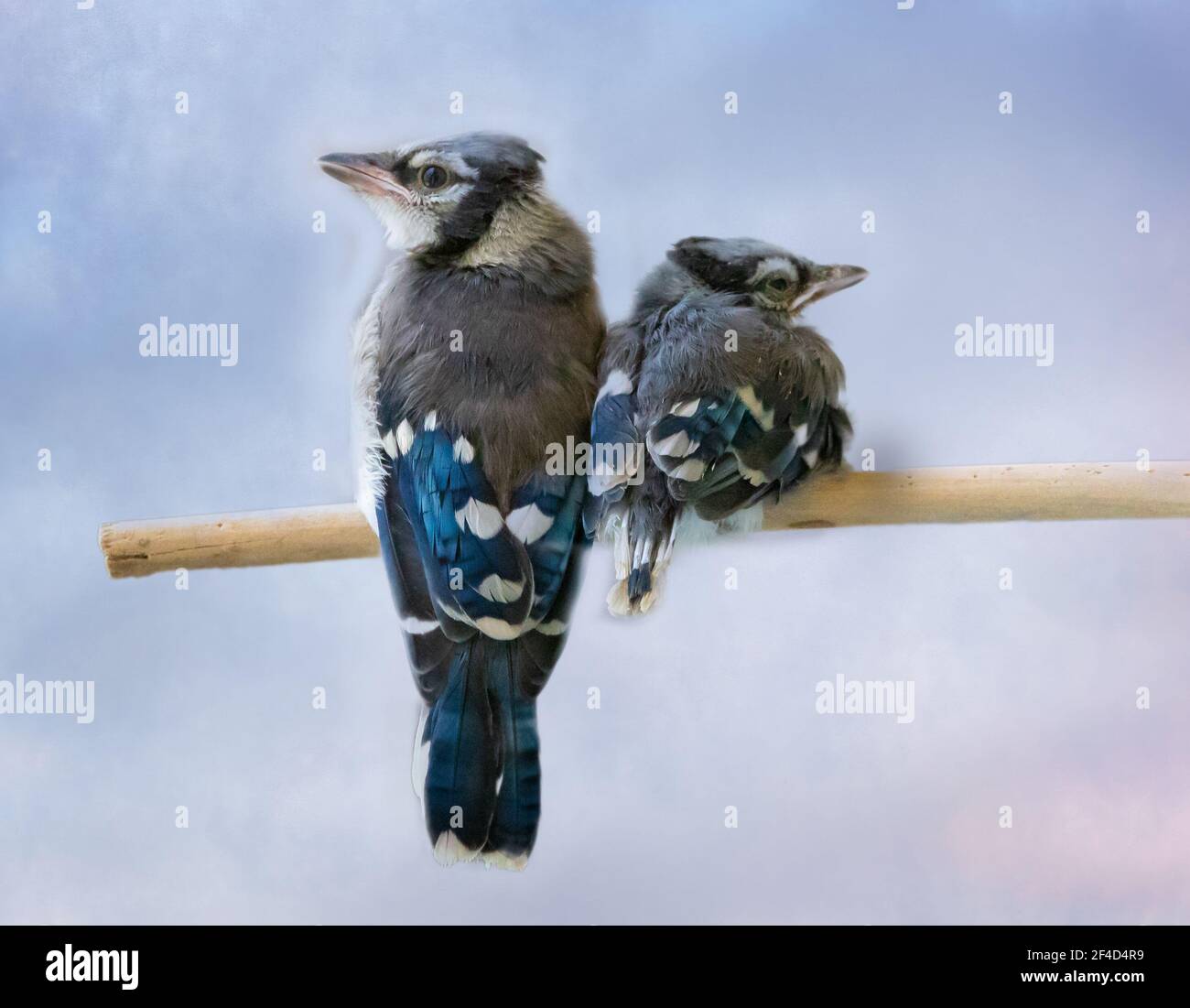Two blue jay chicks in a wildlife rescue facility perched together. Stock Photo