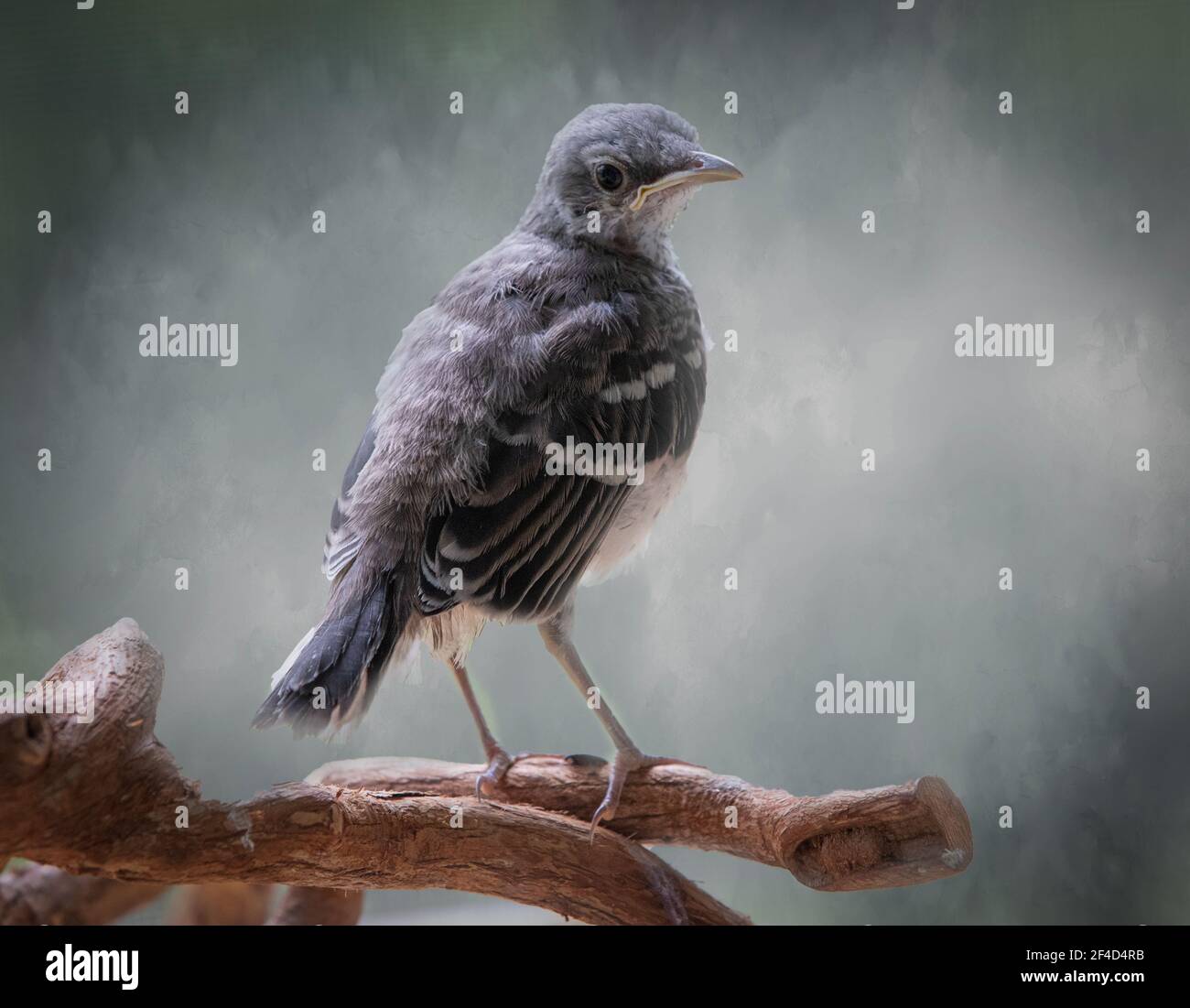 Baby mockingbird in a rescue facility Stock Photo