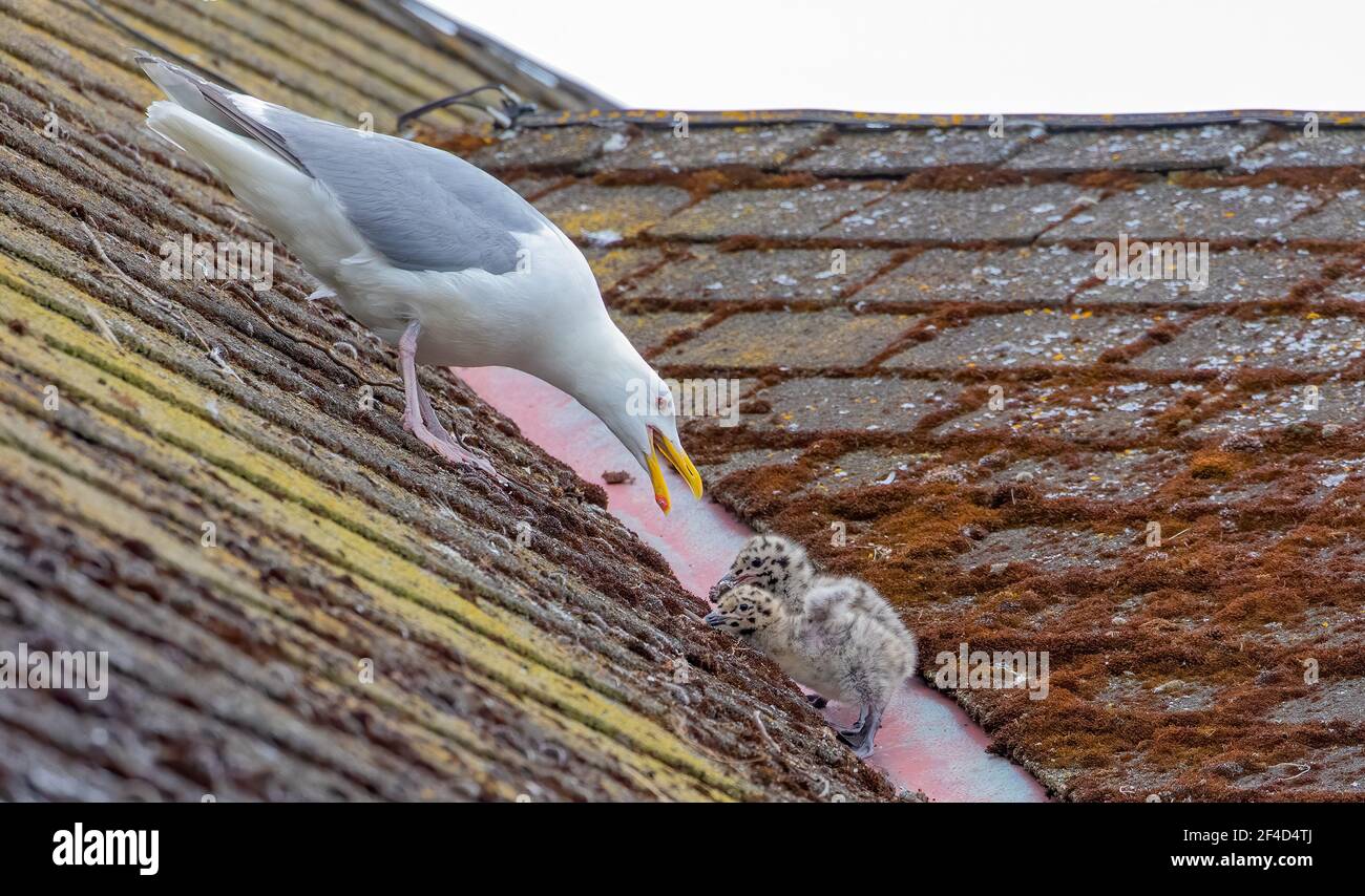Glaucous-winged gull interacting with its chicks on the roof of a building in Port Townsend, Washington. Stock Photo
