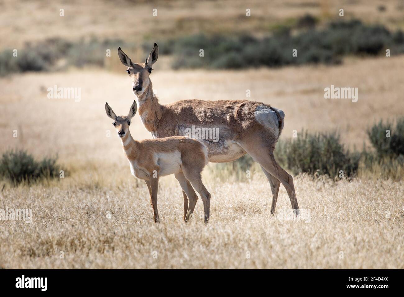 Pronghorn mother and her fawn Stock Photo