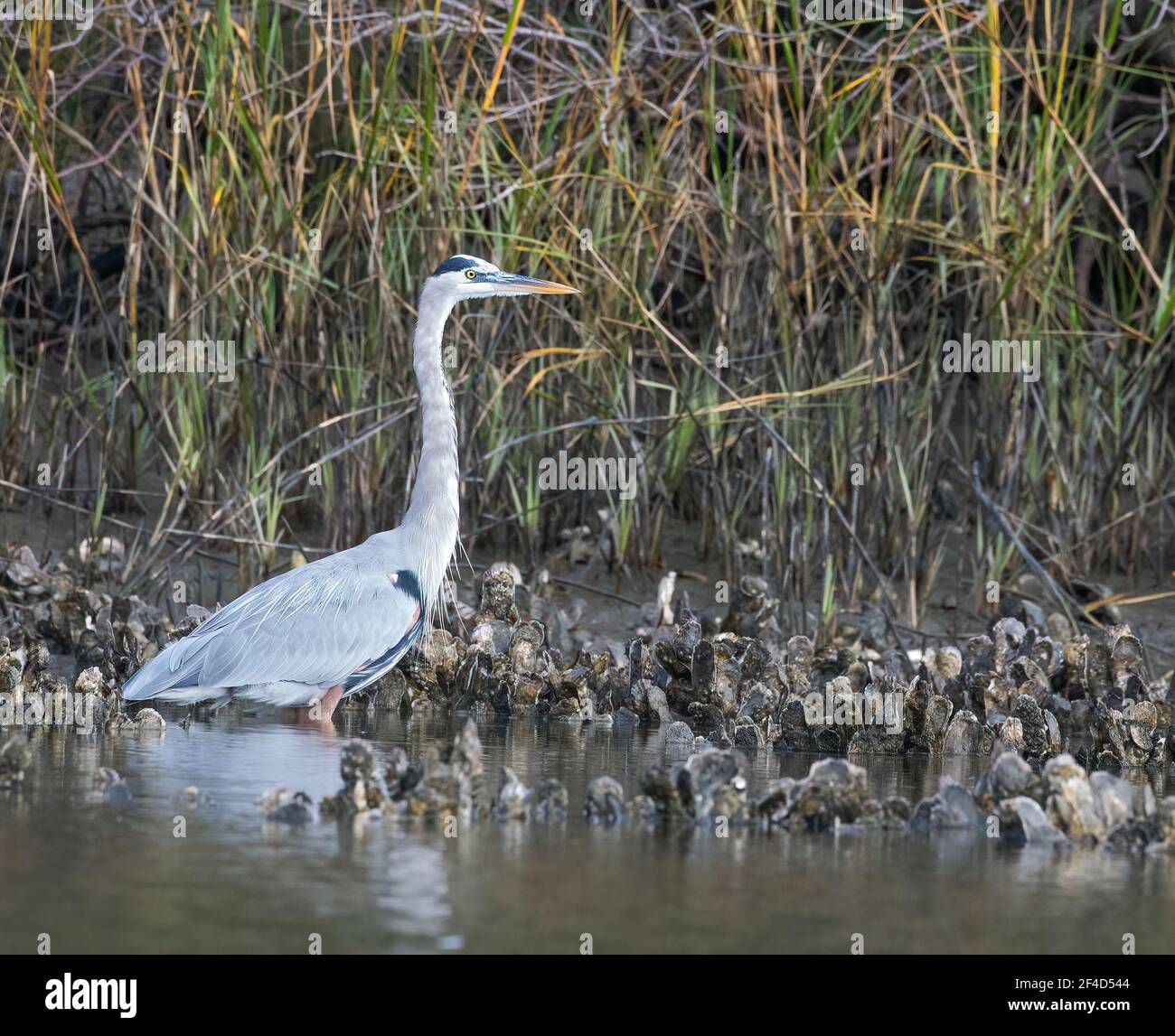 A great blue heron (Ardea herodias) standing in water at the edge of the salt marsh among oysters. Stock Photo