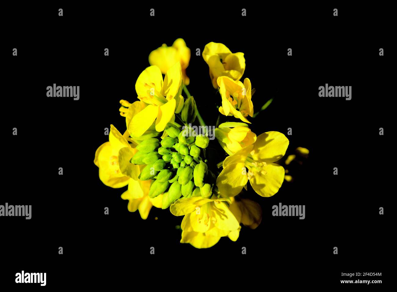 A beautiful image of a yellow Mustards flower in the dark Stock Photo Alamy