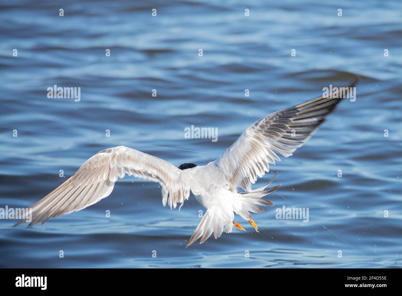 This royal ternl is in danger of getting entangled in fishing line at the Guana dam.  The wing is touching the line in a near miss. Stock Photo