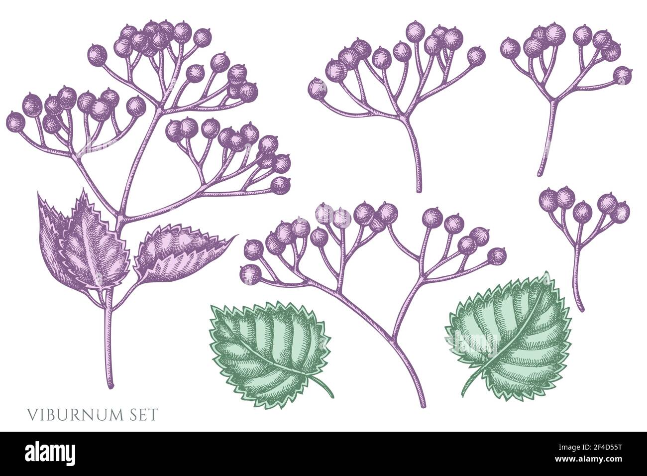 Vector set of hand drawn pastel viburnum Stock Vector Image & Art - Alamy